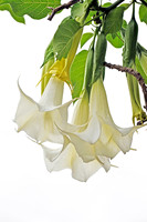 Angel Trumpets