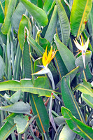 Bird of Paradise