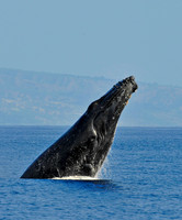Humpback Whale